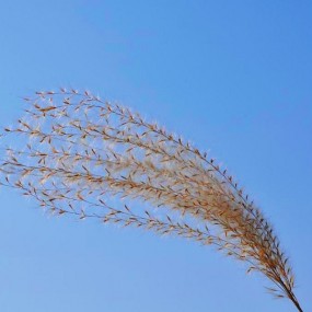 郊外