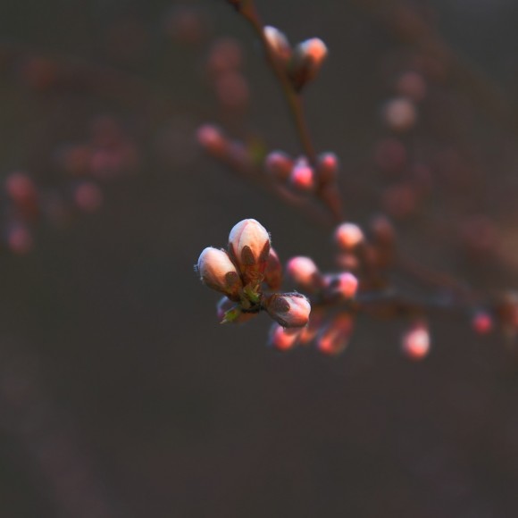 杂烩