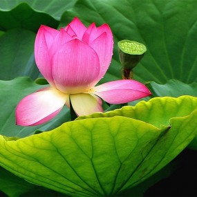 秋荷