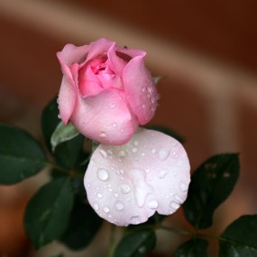 雨后看花2
