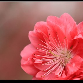 桃花的诱惑