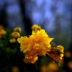 春花
