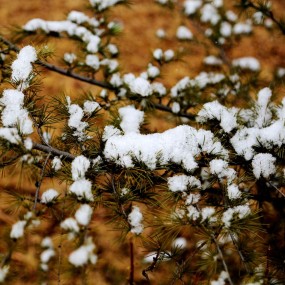 春天首场雪