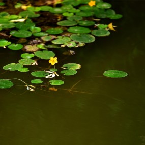 河边的小花