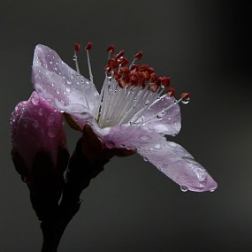 桃花雨