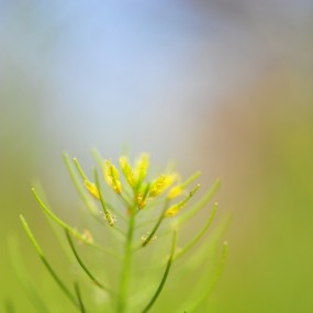 花之魅