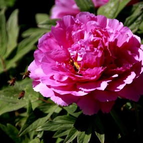 蜂花正茂