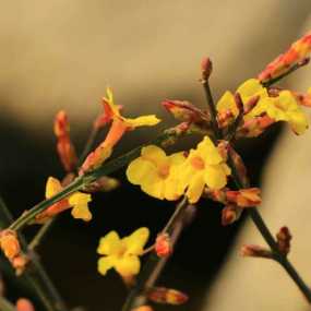 迎春花儿开