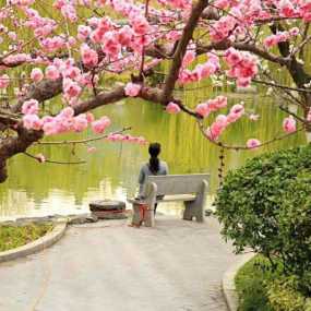 湖边梅花