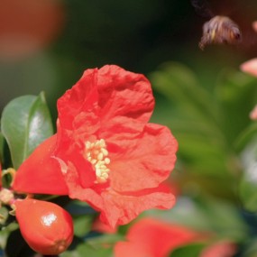 蜜蜂采蜜
