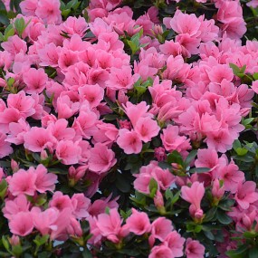杜鹃花