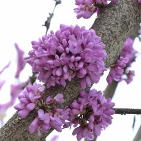 百花争艳！