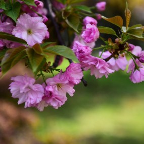 永阳公园拍花