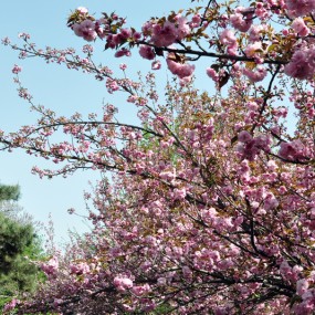 青龙寺樱花一
