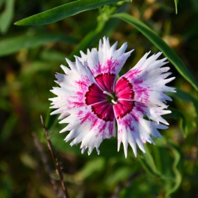 小花