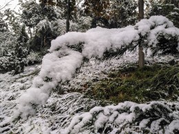 春雪繁花