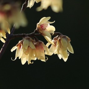 腊梅花开