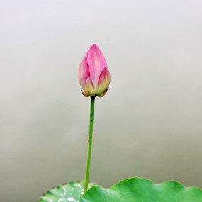 阴天。荷花