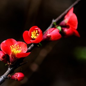 火红的海棠花