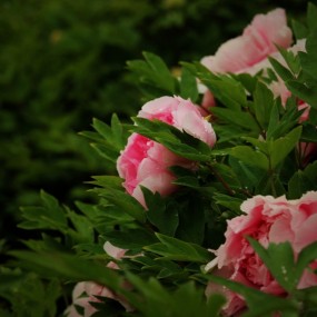 雨后牡丹