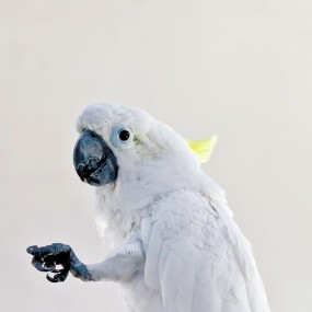 鹦鹉