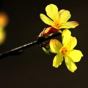 花语
