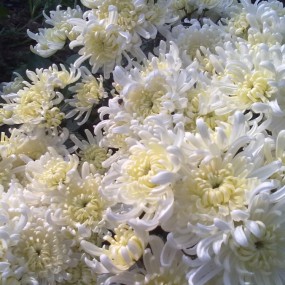 秋菊