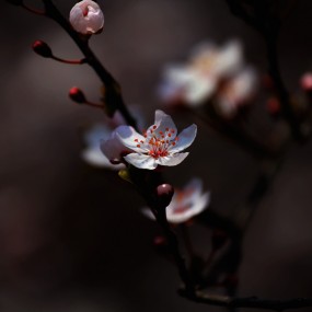 红叶李