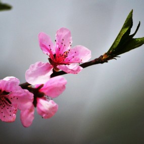桃花依旧！