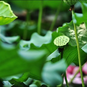 植物园小游