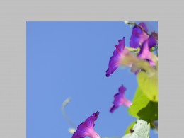 牵牛花