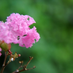 生活随拍-花
