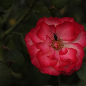 虫