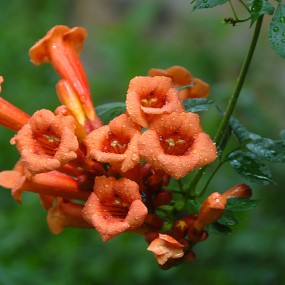 凌霄花