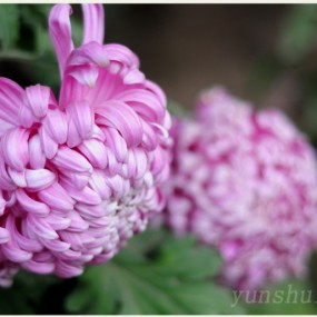 秋菊