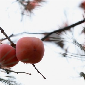 花的世界