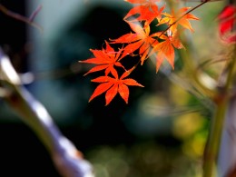 红枫叶