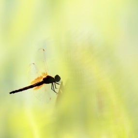 蜻蜓