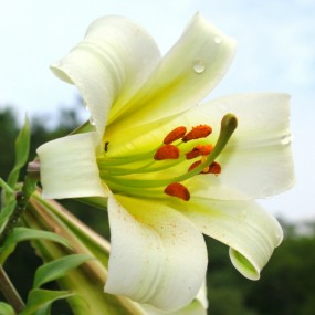 野百合