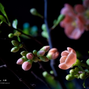 自家海棠花