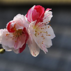 梅花