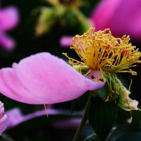 芍药花