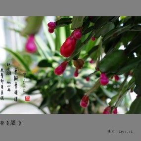 【舒容颜】