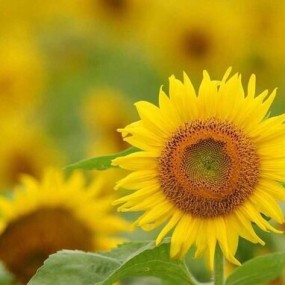 太阳花