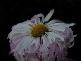 菊花一组