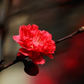红桃花