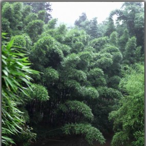 竹海风景