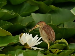 观花