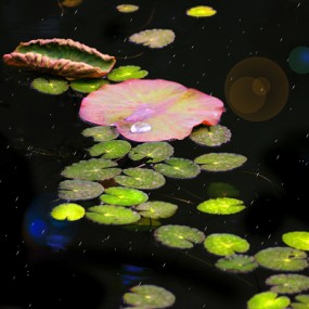 金色荷塘