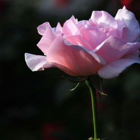 月季花
